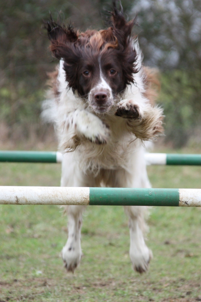 Suffolk Dog Training Agility e