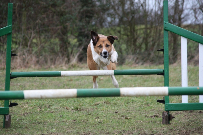 Suffolk Dog Training Agility f