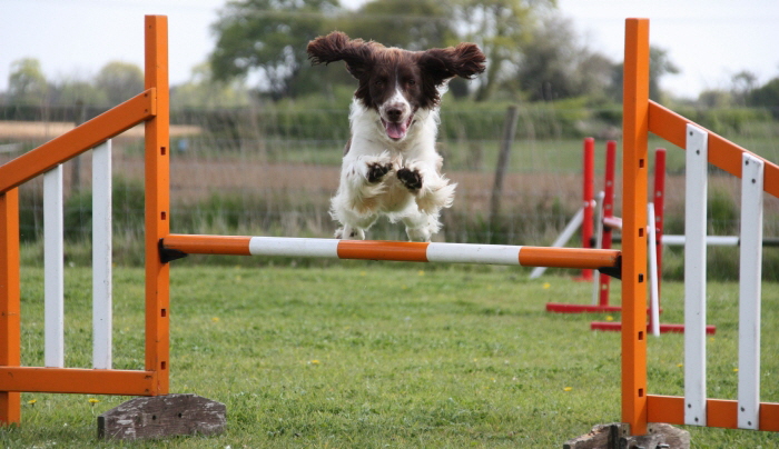 Suffolk Dog Training Agility i