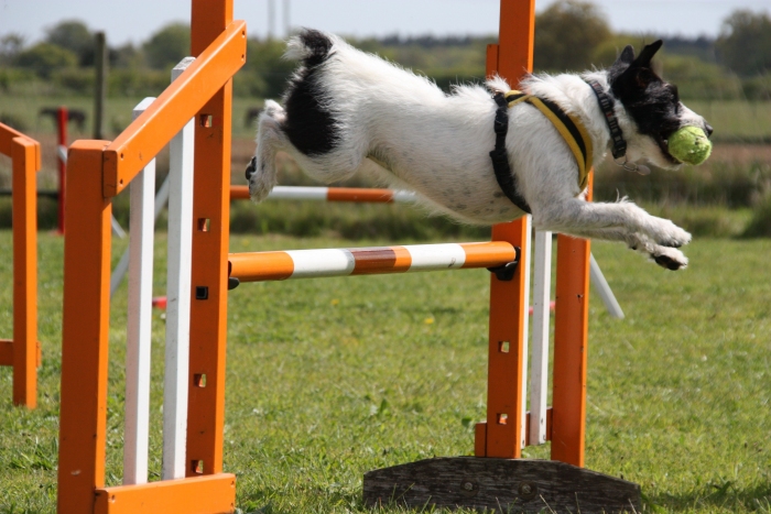 Suffolk Dog Training Agility j