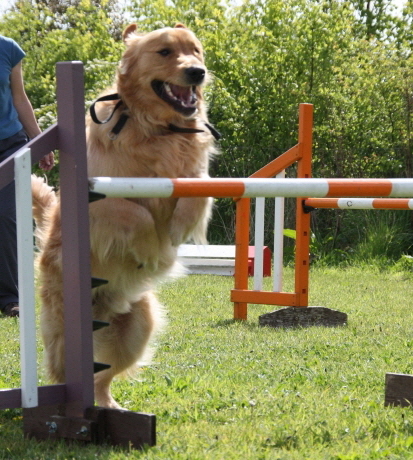 Suffolk Dog Training Agility k